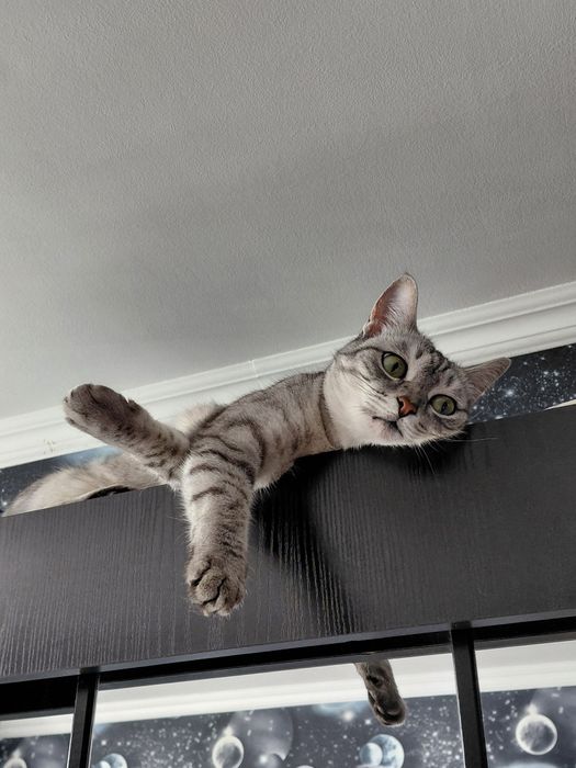 Отдаем кошку срочно в добрые руки!!