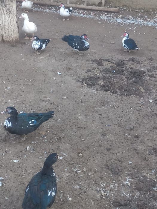 Продается индоутки самка,самец