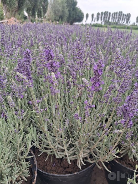 Lavanda guli sotuvda qizqala aloqaga cqila