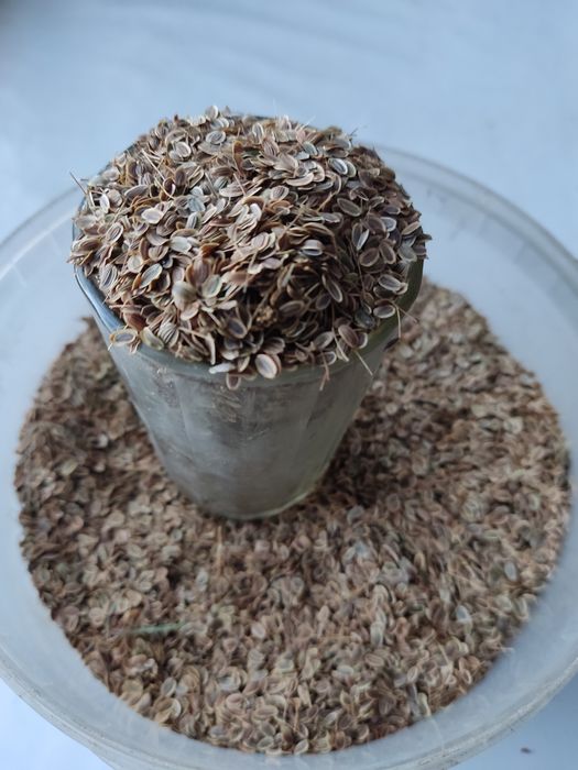 продам семена укропа 1 стакан 600 тенге