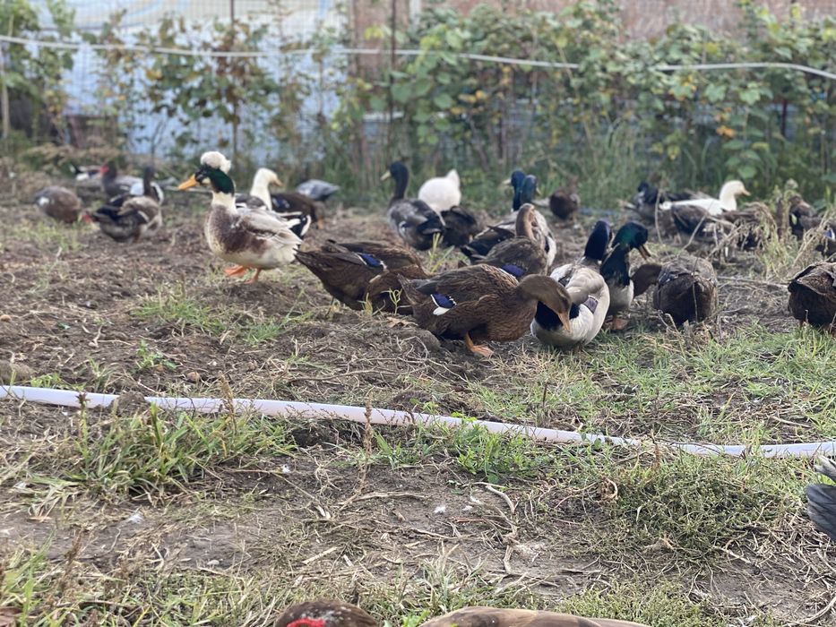 Rațe si rațoi rouen salbatic