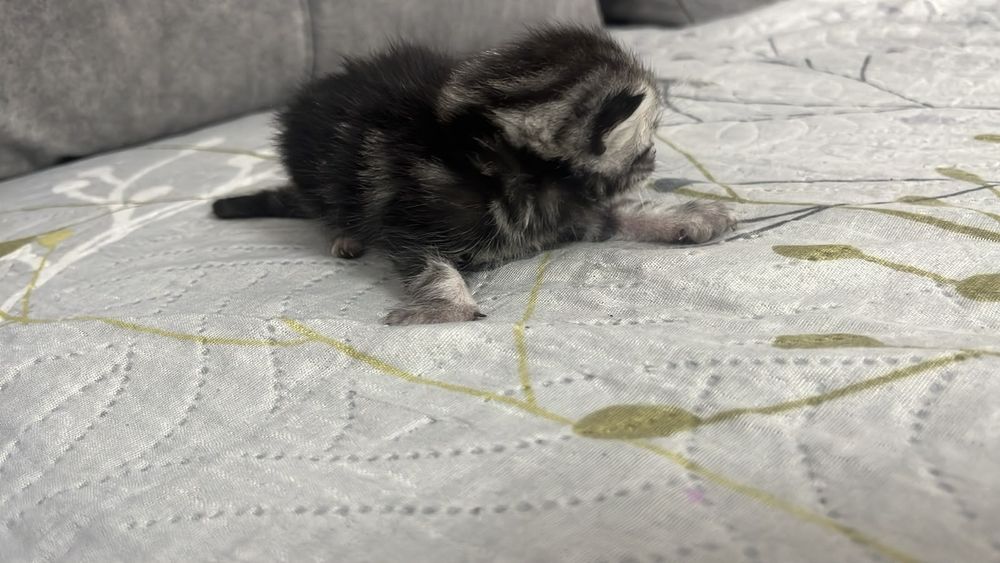 Продам красивых котят
