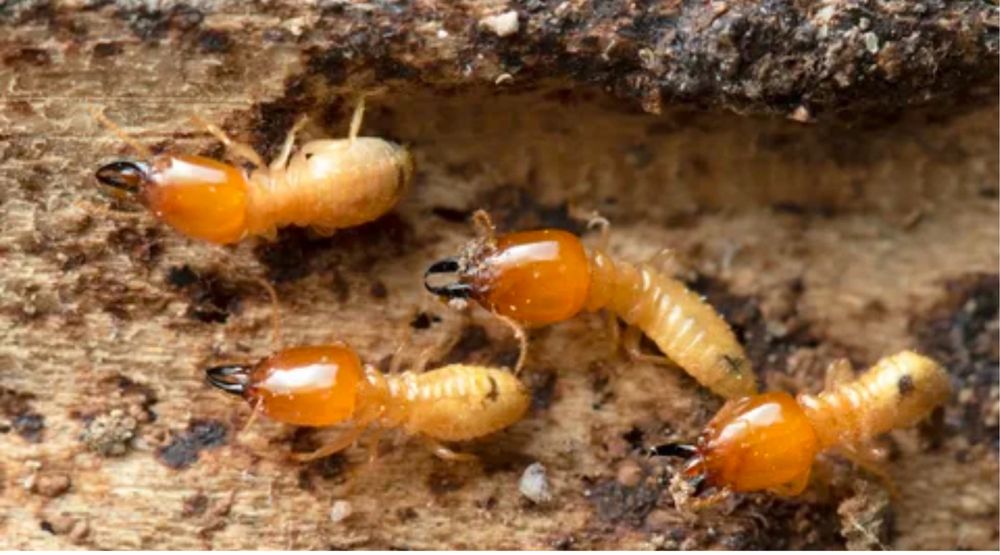 Термиты тараканы клопы