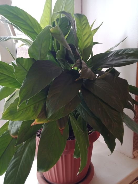 Комнатные цветы женское счастье