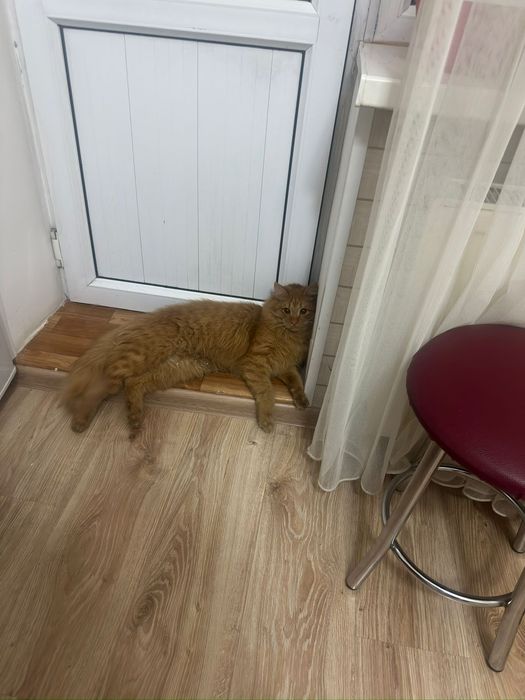 рыжий красивый кот