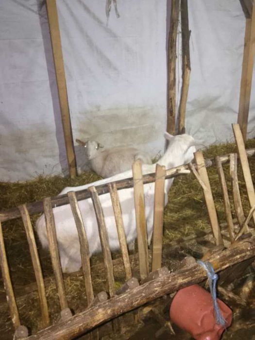 Продават се 3  скозни ,кози и 1 пръч