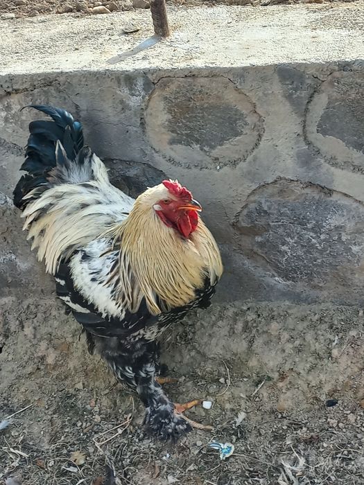 Brama xo'rozlar sotiladi