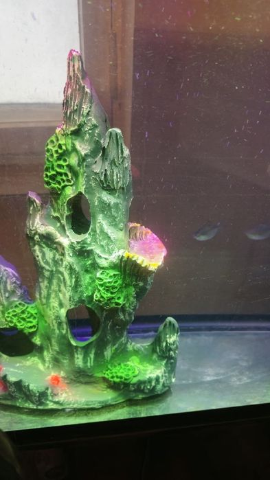 Akvarium katta sotiladi