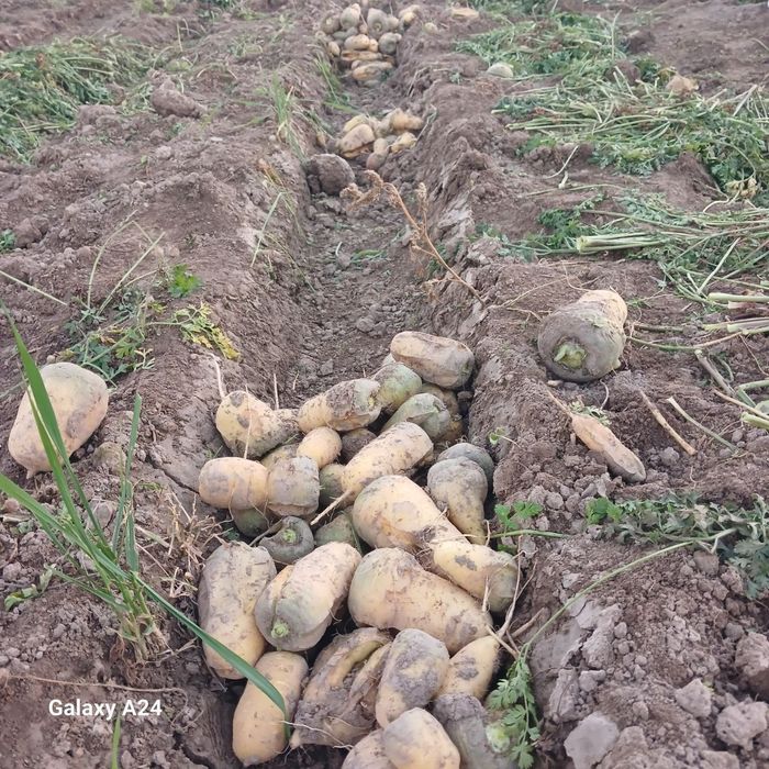 Sovzi mol qoylarga yemlik uchun