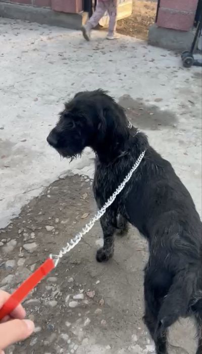 Продам дратхаара