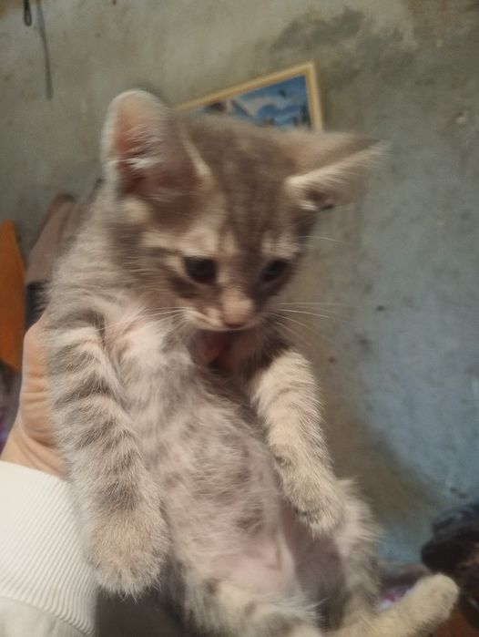 Котята, бесплатно.