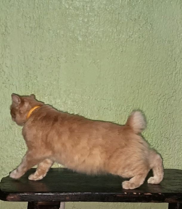 Отдам в добрые руки