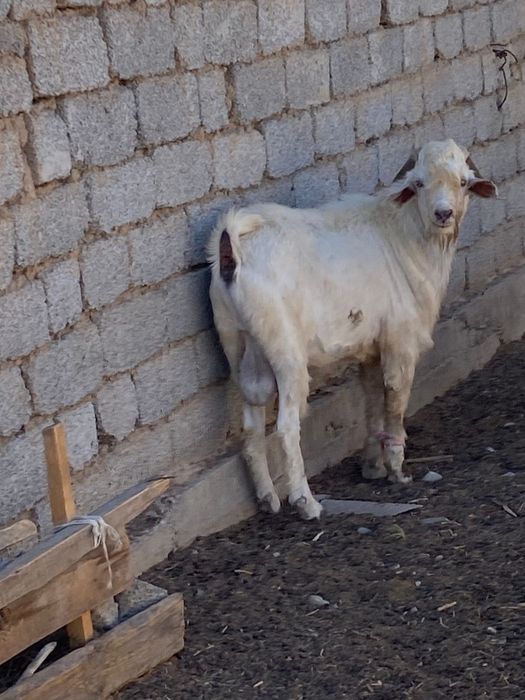 Анасы ұлының порносын жұлып алады