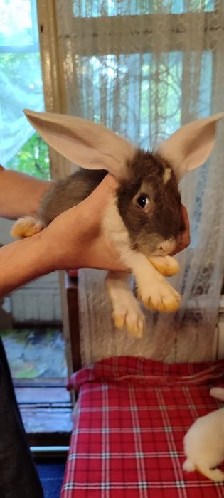Кролики небольшие