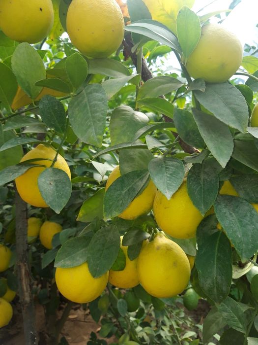 Лимон ва мевалари