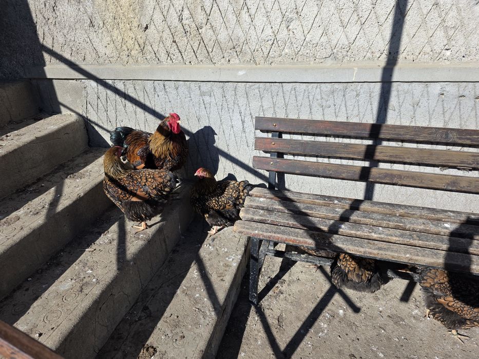 Ouă incubat Wyandotte GSG