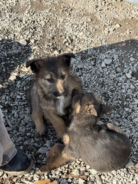 Щенки-сироты ищут дом