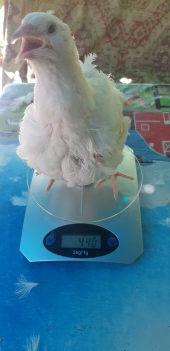 Vand oua de prepelita Braila