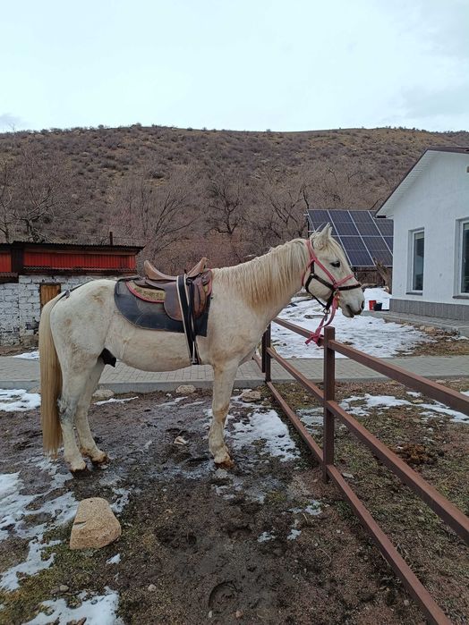 Айғыр, ат, лошадь