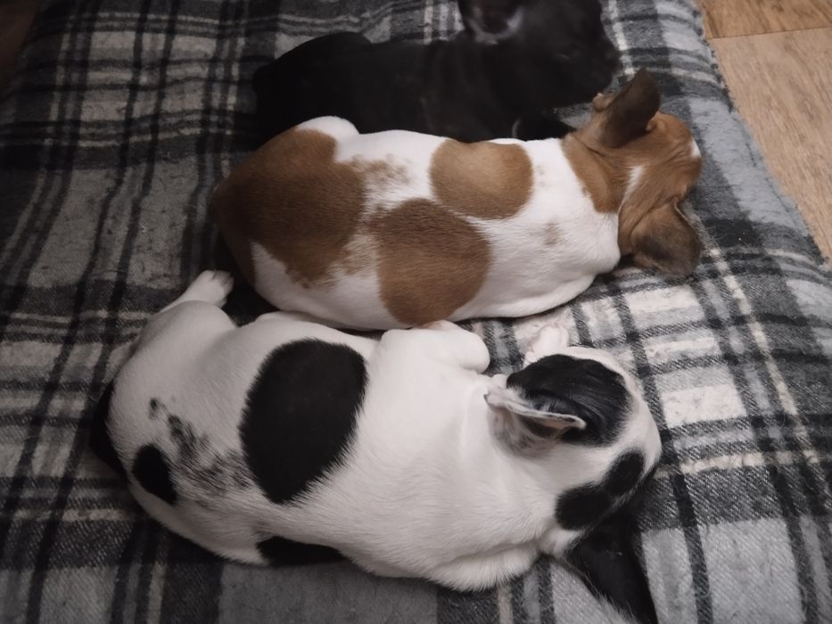 Щенки французского бульдога