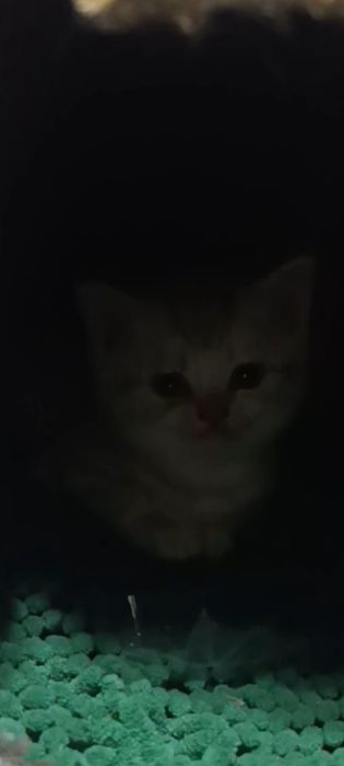 Продется Котёнок Британка