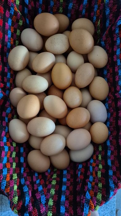 Vând ouă de găină de țară