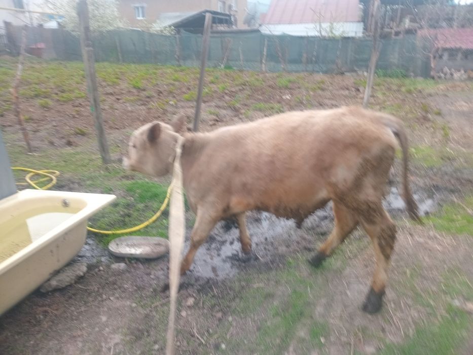 Продам бычка породистый