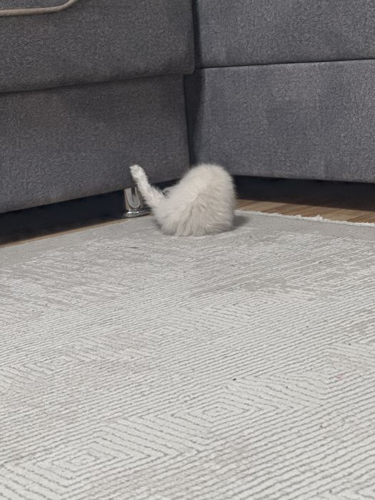 Продам котенка мальчик