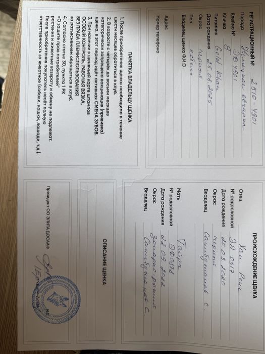 Немецкая овчарка