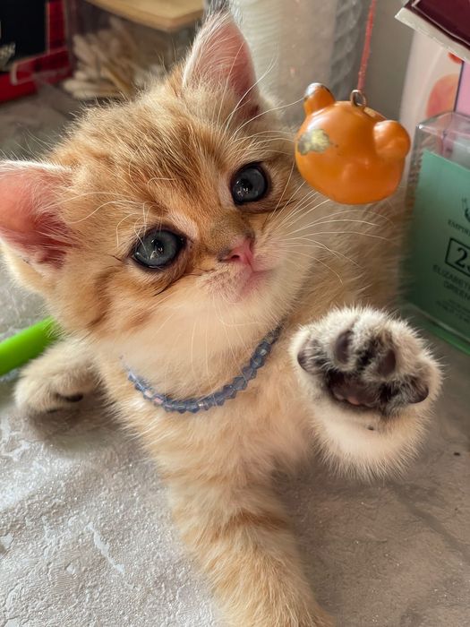 Britan Chinchilla mushukchalar