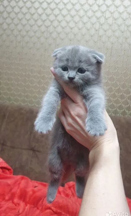 Вислоухий котёнок