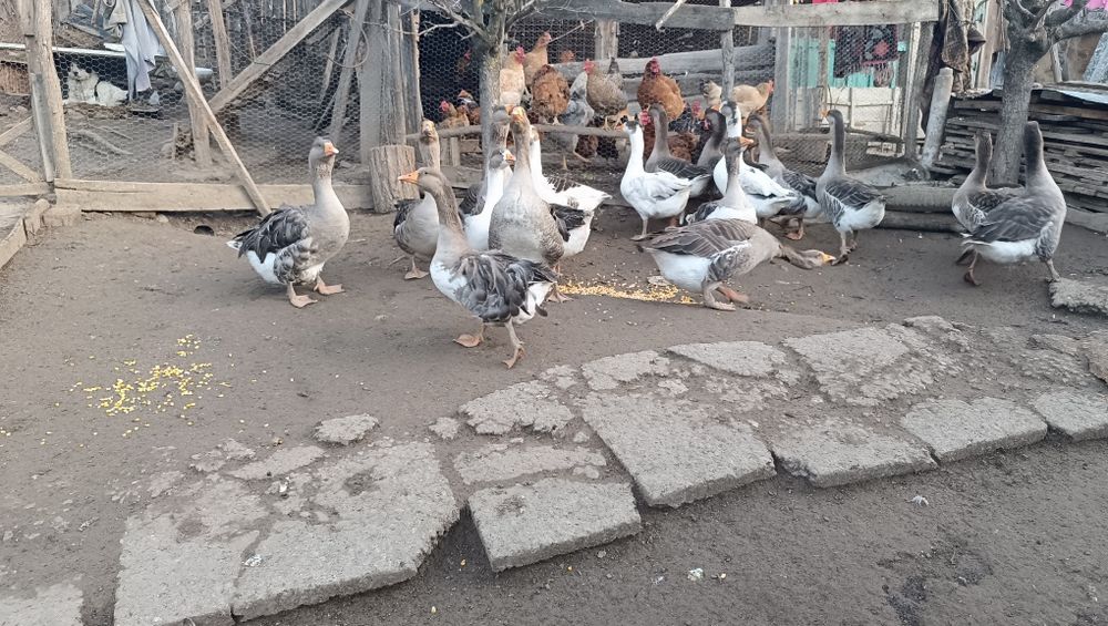 Gâște  românești