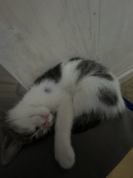 котёнок бесплатно