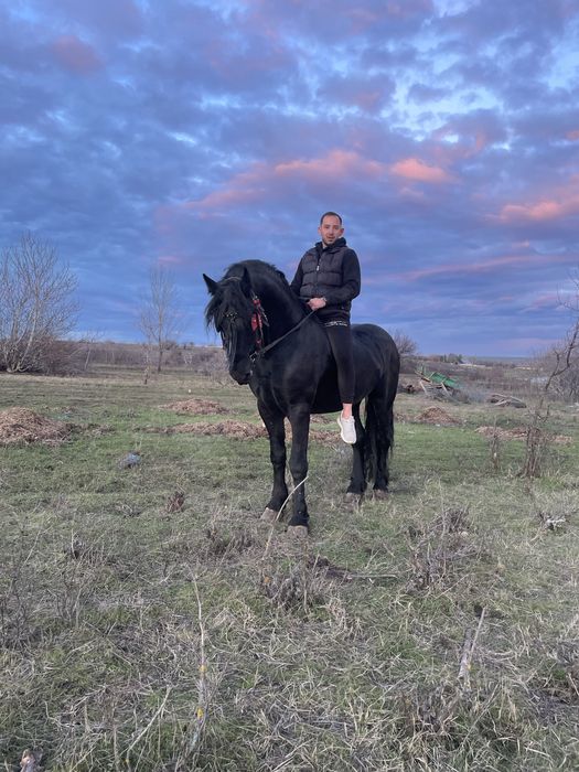 Vand armasar frizian 3,5ani talie mare