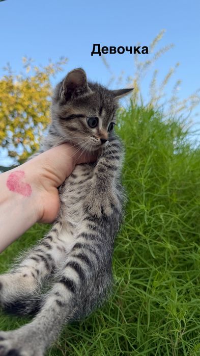 Шотландские котята