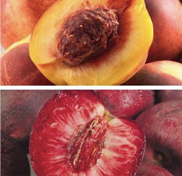 Nectarin Sanguine d'Auvergne