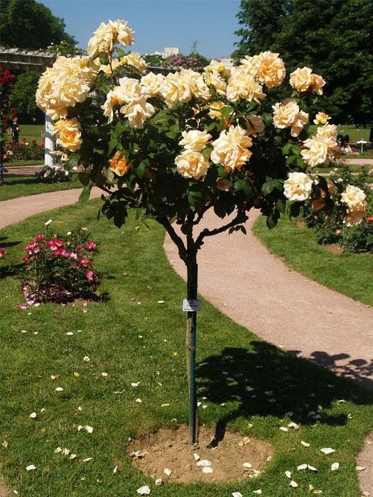 Trandafiri Pomișor