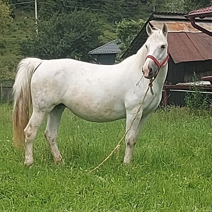 Vând iapă gestantă în ultima lună
