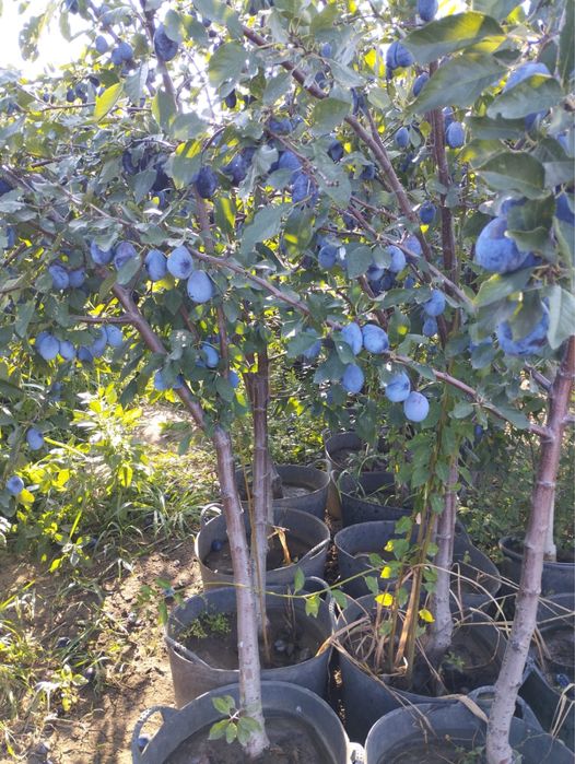 Pomi fructiferi pe rod!