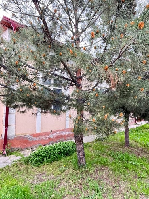 Катеж сотилади 5 хонали