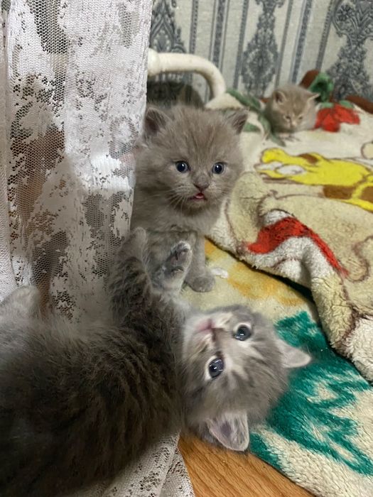 Продам британских котят 5 тыс