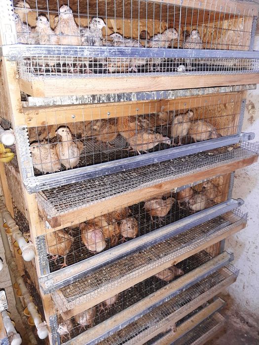 Продаётся перепеля