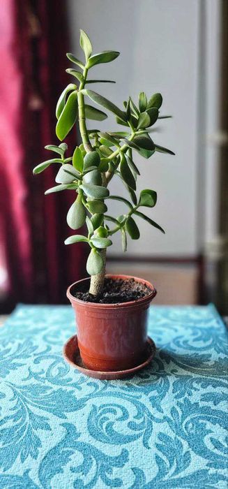 Денежное дерево.