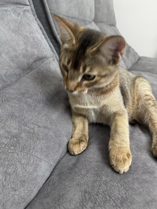 Отдам в добрые руки котенка
