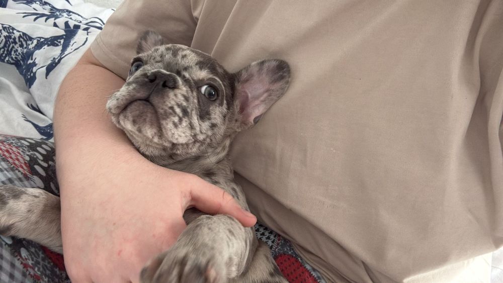 Продам французского бульдога