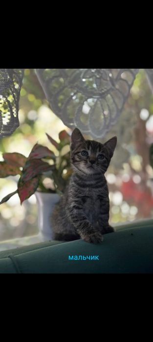 Котята ,отдам в добрые руки.