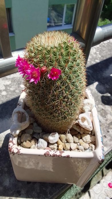 Дебелец  - Семпервивум / Кактус Мамилария