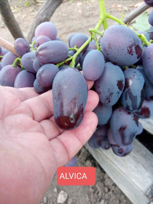 Butași viță de vie altoită anul 3 .