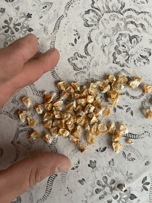 Seminte Porumb Zahara Dessert R78