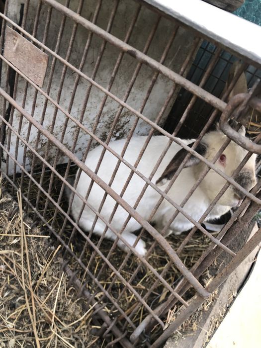 Кролики 2-3года………..